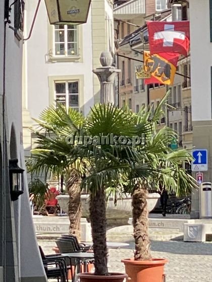 Golden-Girls, Warszawa, mazowieckie - erotische Anzeigen Foto nr 2